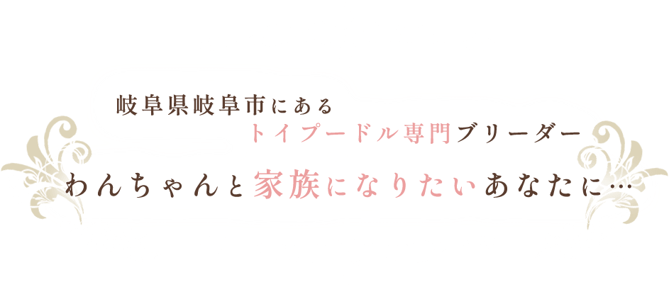 岐阜県岐阜市にあるトイプードル専門ブリーダー,わんちゃんと家族になりたいあなたに…